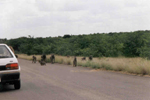 Kruger N.P. Monkeys