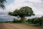 Kruger N.P. Boabab Tree can reach the age of 4000 years