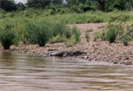 Kruger N.P. Crocodile near Shingwedzi