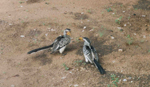 Kruger N.P. The yellow billed horn bill