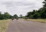 Kruger N.P. Zebras